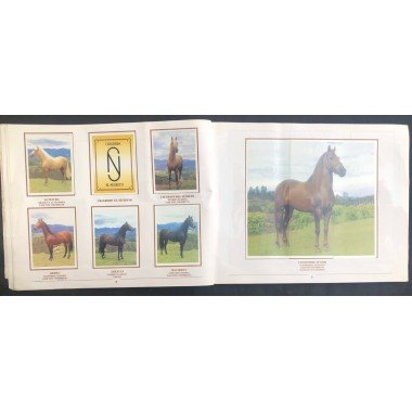 Caballos de Paso de América Al Galope