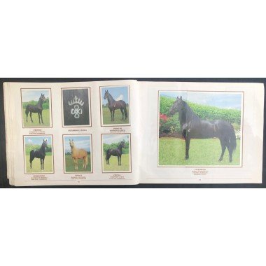 Caballos de Paso de América Al Galope