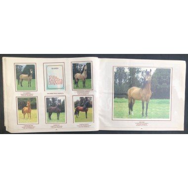 Caballos de Paso de América Al Galope