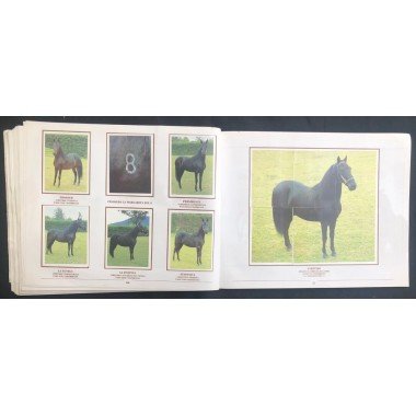 Caballos de Paso de América Al Galope