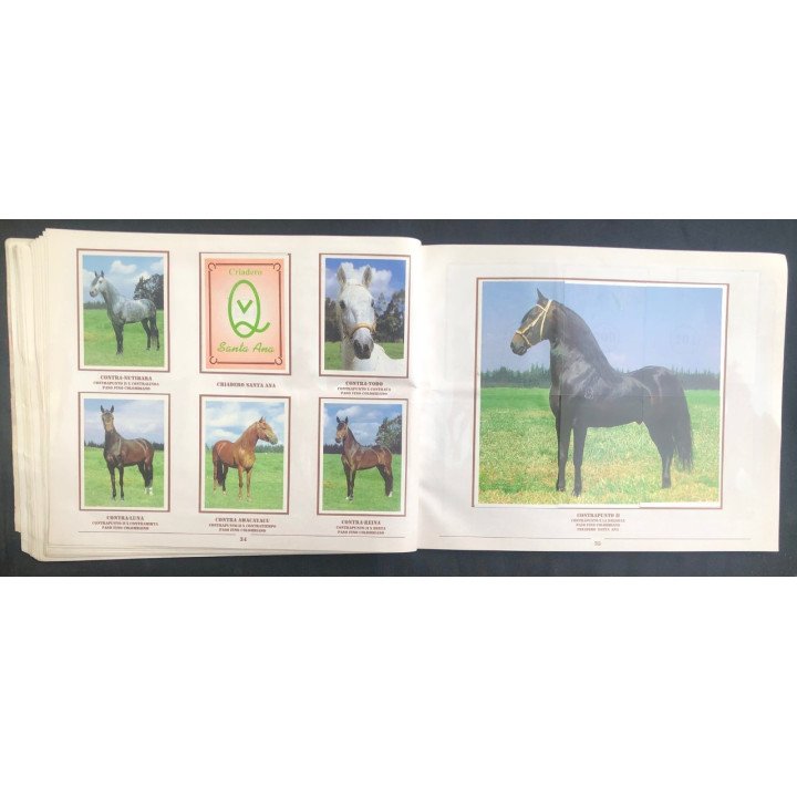 Caballos de Paso de América Al Galope reverso