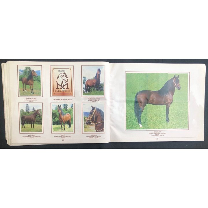 Caballos de Paso de América Al Galope reverso