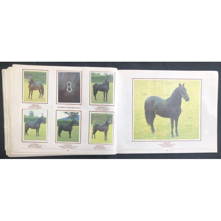 Caballos de Paso de América Al Galope reverso