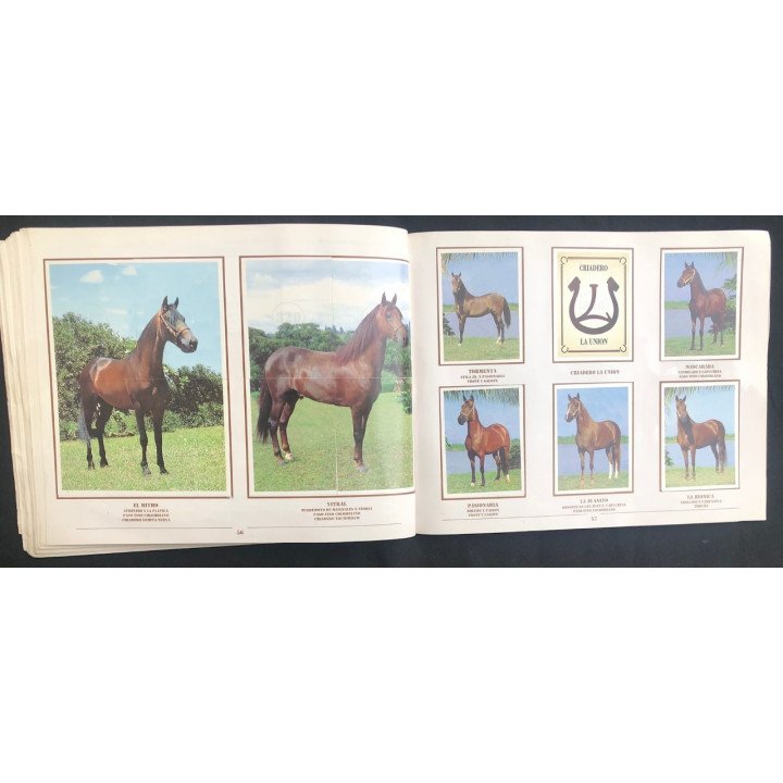 Caballos de Paso de América Al Galope reverso